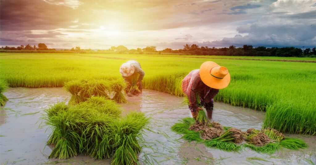 bsc agriculture phd